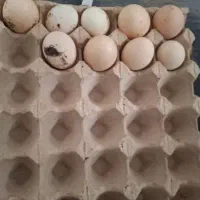 تخم مرغ گلین و بلک استار نطفه دار