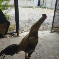 خروس لاری اصیل|حیوانات مزرعه|رودبنه, |دیوار