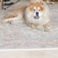 سگ چاو چاو ماده