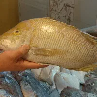 ماهی تازه صید روز (قیمت اسکله بوشهر)