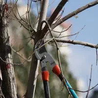 هرس تخصصی انواع درختان