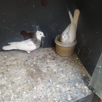 جفت طوقی هفرنگ کاکلی
