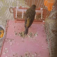 فوری .زیر قیمت بازار.بدلیل زیاد بودن پرنده هام|پرنده|بروجن, |دیوار