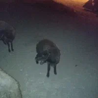 یک عدد بره ویک بز .هر دو باهم ۲۲میلیون میدم