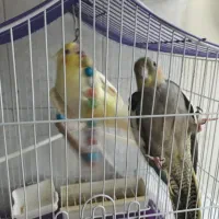 یک جفت عروس هلندی مولدو ۵ عدد جوخه به فروش میرسد|پرنده|تهران, جوادیه|دیوار