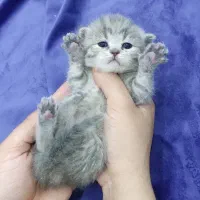 توله گربه اسکاتیش بریتیش