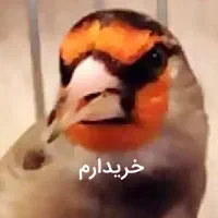 سهره دورگ بیابونی جوجه قفس