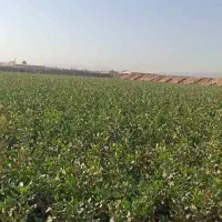 نهال پسته یکساله فروش عمده و جزئی|خدمات باغبانی و درختکاری|مهریز, |دیوار