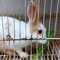 خرگوش باهوش