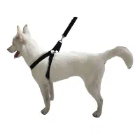 قلاده گربه و سگ|لوازم جانبی حیوانات|تهران, سبلان (لشگر)|دیوار