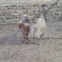 بز جوان همراه بزغاله نر|حیوانات مزرعه|صائین قلعه, |دیوار