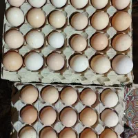 تخم مرغ محلی ارگانیک