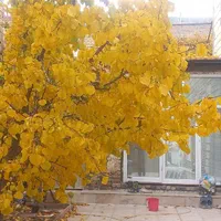 اجاره روزانه/ماهانه آپارتمان ۲۰۰وویلاآبگرم۵۰۰متری