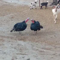 دو عدد بوقلمون نر