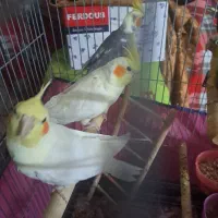عروس هلندی