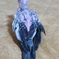 جوجه عروس سرلاکی|پرنده|کرج, انبار مپنا|دیوار