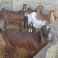 چهار عدد تیر بز برای داشت