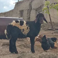 بره نر افشار ۳ ماهه