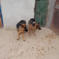 سگ ژرمن شپرد نر و ماده|سگ|لنجان, |دیوار