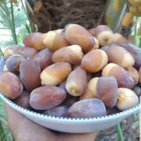 سرویس از برازجان به دالکی