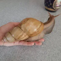 حلزون آچاتینا