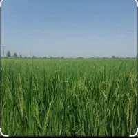 ۱۱۰۰ متر بیجار زمین کشاورزی برنج