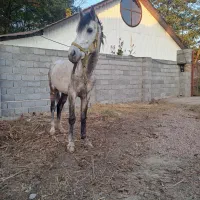 اسب نژاد کورد|اسب و تجهیزات اسبسواری|لاهیجان, آهندان|دیوار