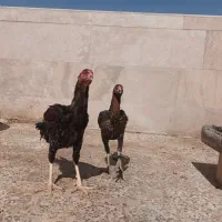 لاری اوشامو خروس و مرغ