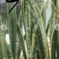 گل الوکازیو|گل و گیاه طبیعی|بروجرد, |دیوار