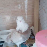 حیوانات کبوتر|پرنده|ساری, |دیوار