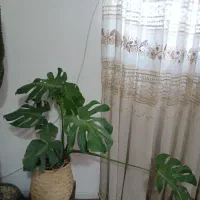 تعدادی گل و گلدان|گل و گیاه طبیعی|کرمان, |دیوار