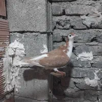 ساده زرد|پرنده|نگین شهر, |دیوار