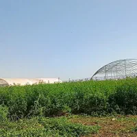 یازده کیلو بزر یونجه ،رنجر ریشه تلخ درجه یک