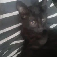 گربه رایگان|گربه|شیروان (خراسان), |دیوار