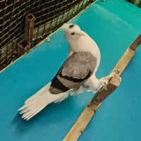 کبوتر سوز بوشهری