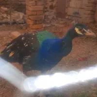 فروش یک دونه طاوس نر نژادهندی ابی|پرنده|گیان, |دیوار