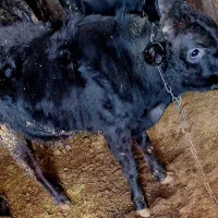 کوساله نر بومی چاق