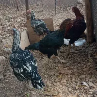 فروش مرغ وخوروس|حیوانات مزرعه|دماوند, گیلاوند|دیوار