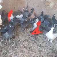 سبز پرشی