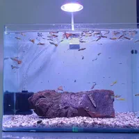 اکواریوم شیشه ای