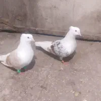 کبوتر جفت هفت رنگ به همراه جوجه هاش