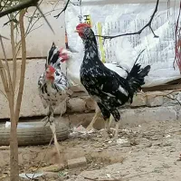 سه عدد خروس زیبا سرحال