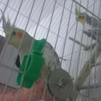 جفت عروس هلندی