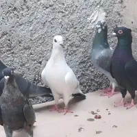 کبوتر فروشی فقط باهم|پرنده|خورموج, |دیوار