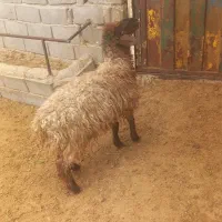 گوسفند نر