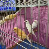 فروش قناری ۴عدد یکجا