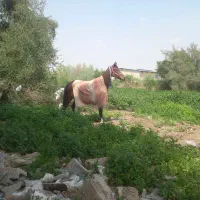 اسب|اسب و تجهیزات اسب‌سواری|شوش, |دیوار