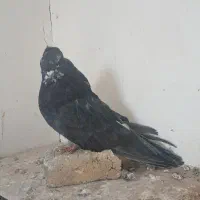 تعدادی سرور|پرنده|هریس, |دیوار