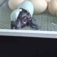 جوجه اراکانای تخم ابی و امروک|حیوانات مزرعه|شیراز, کوشک میدان|دیوار