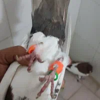 نرماده یهودی خیلی خوشگل